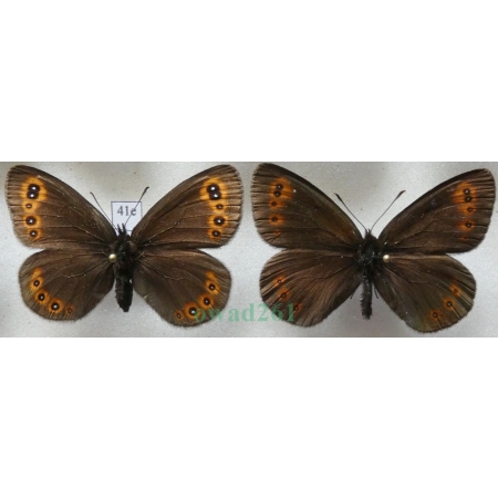 Erebia medusa (Denis & Schiffermüller, 1775) pair Górówka meduza Poland41e